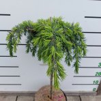 Céder Himalájsky (Cedrus deodara) ´FEELIN BLUE®´ - výška 50-60 cm, ø 40-50 cm, kont. C7L - NA KMIENKU